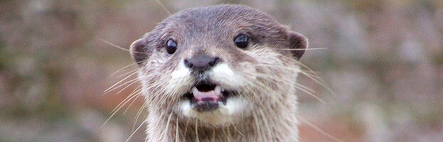 726